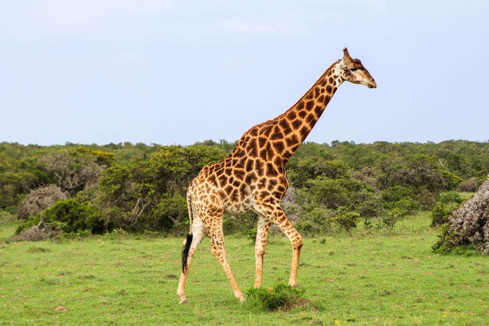 girafe debout sur le champ d’herbe verte pendant la journée