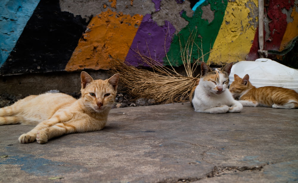 orangefarbene Tabby-Katze liegt auf Betonboden