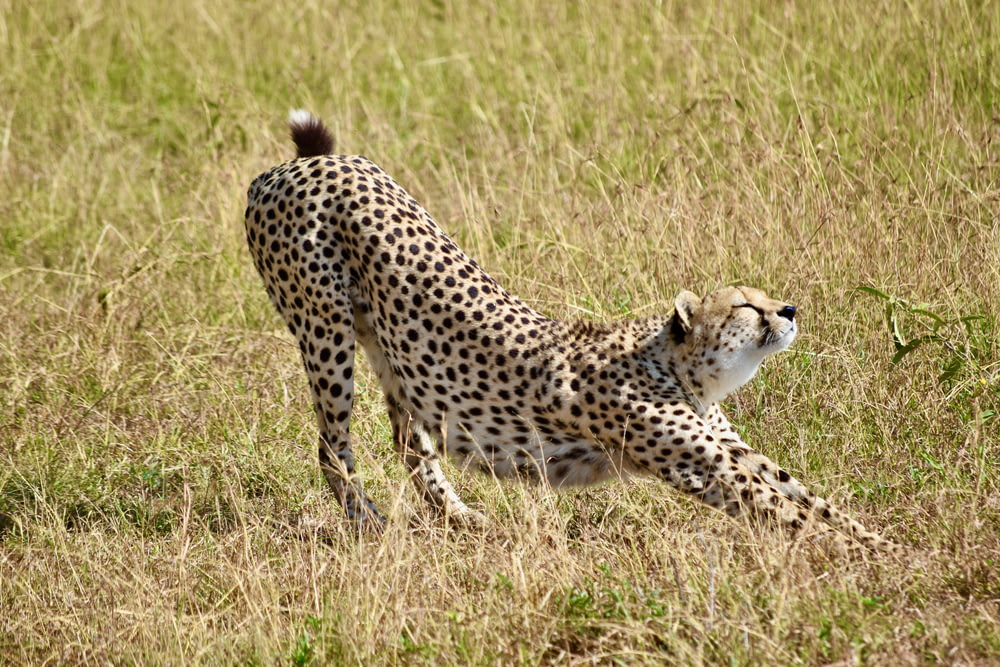 Gepard tagsüber auf braunem Rasen