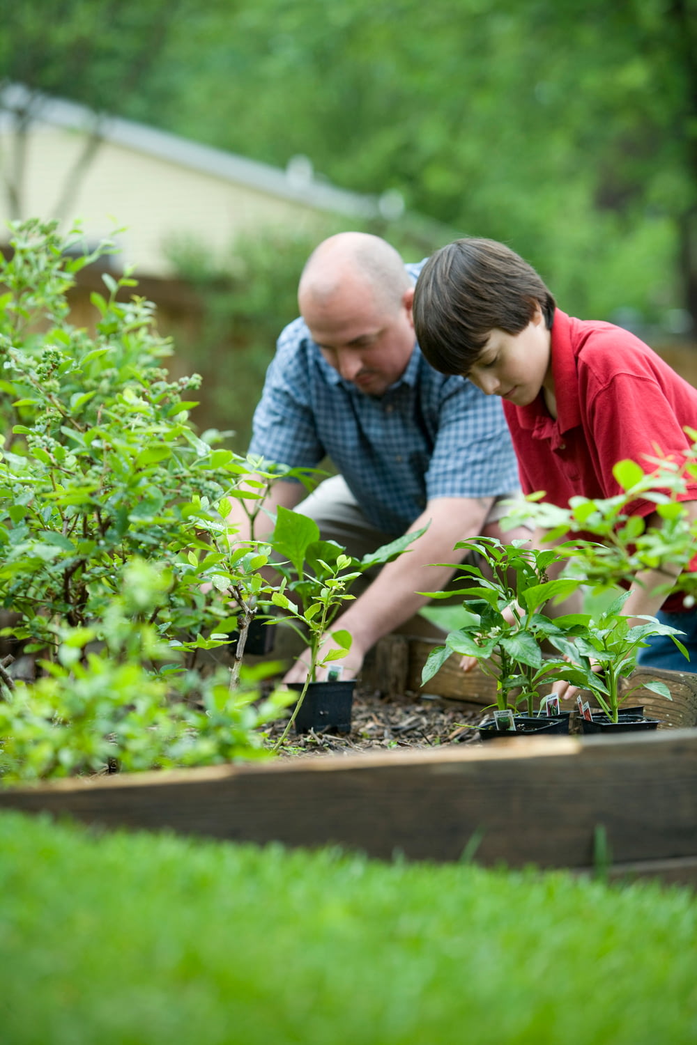 파란색과 흰색 체크 무늬 버튼 업 셔츠를 입은 소년이 녹색 식물을 들고 있습니다.