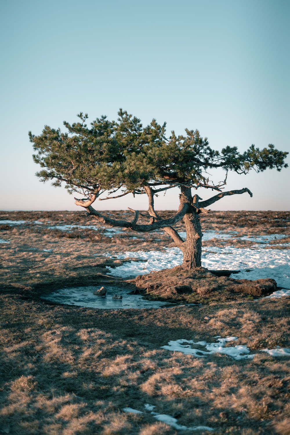 Albero marrone senza foglie in riva al mare durante il giorno