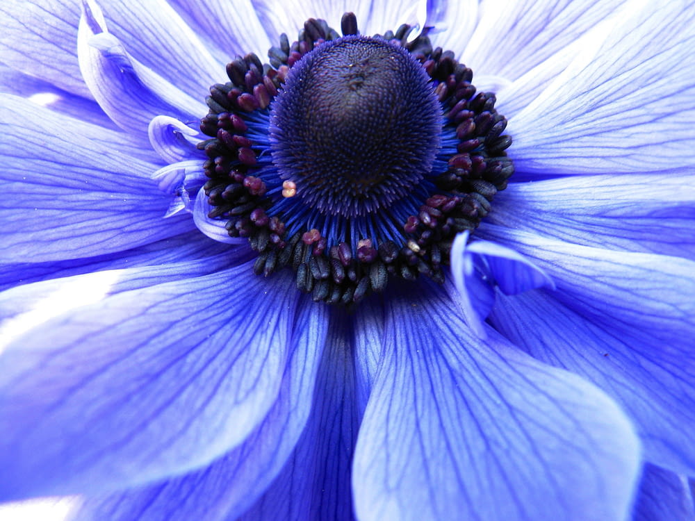 fiore viola in macro shot
