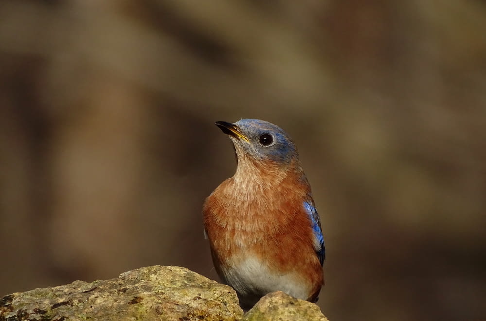 blue and brown bird on gray rock