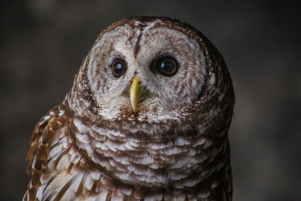 brown and white owl in close up photography