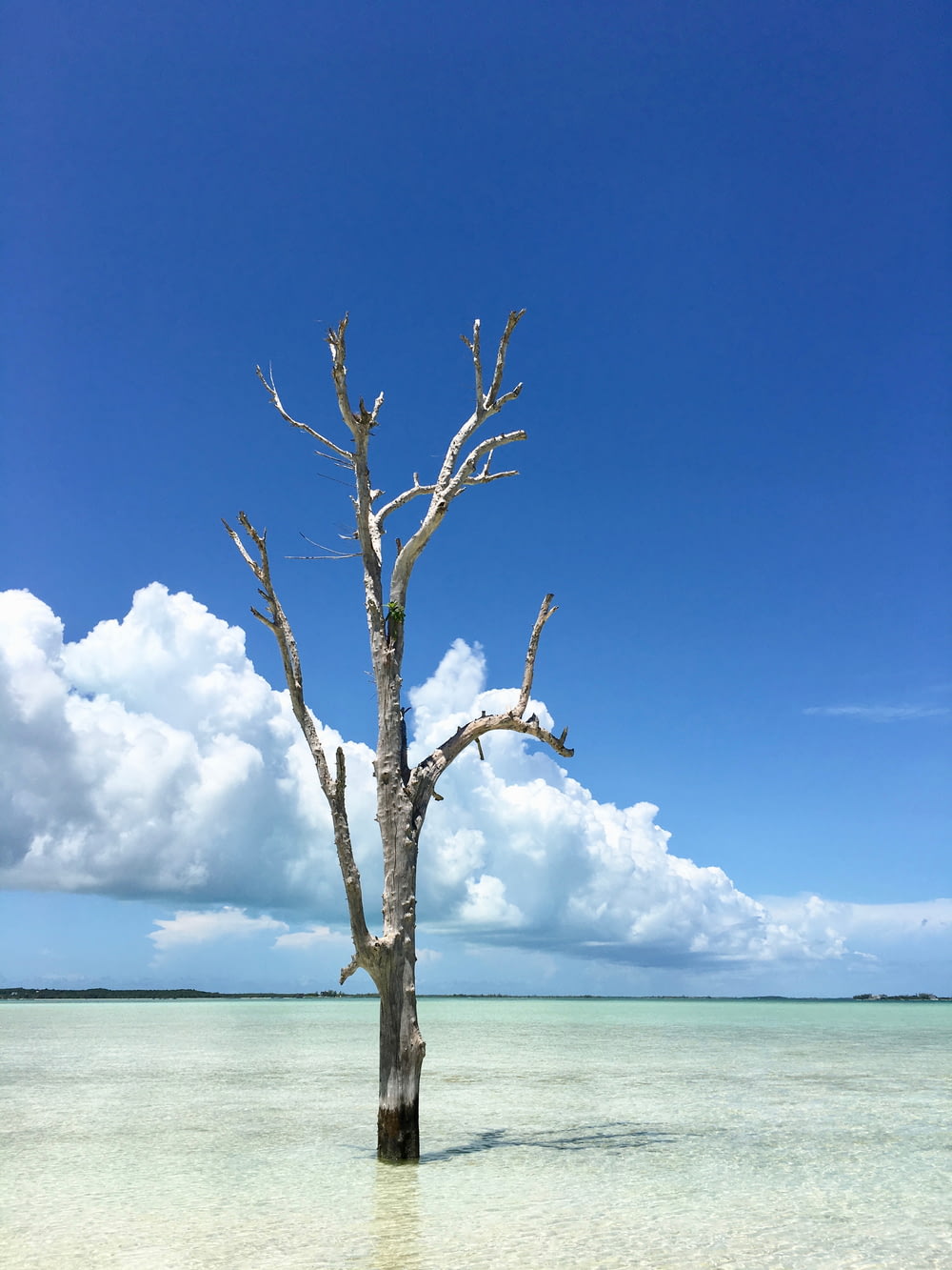 leafless tree on the beach under blue sky