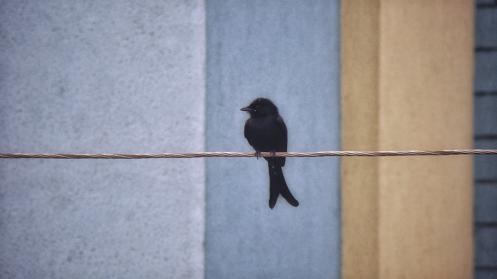 black bird on brown stick