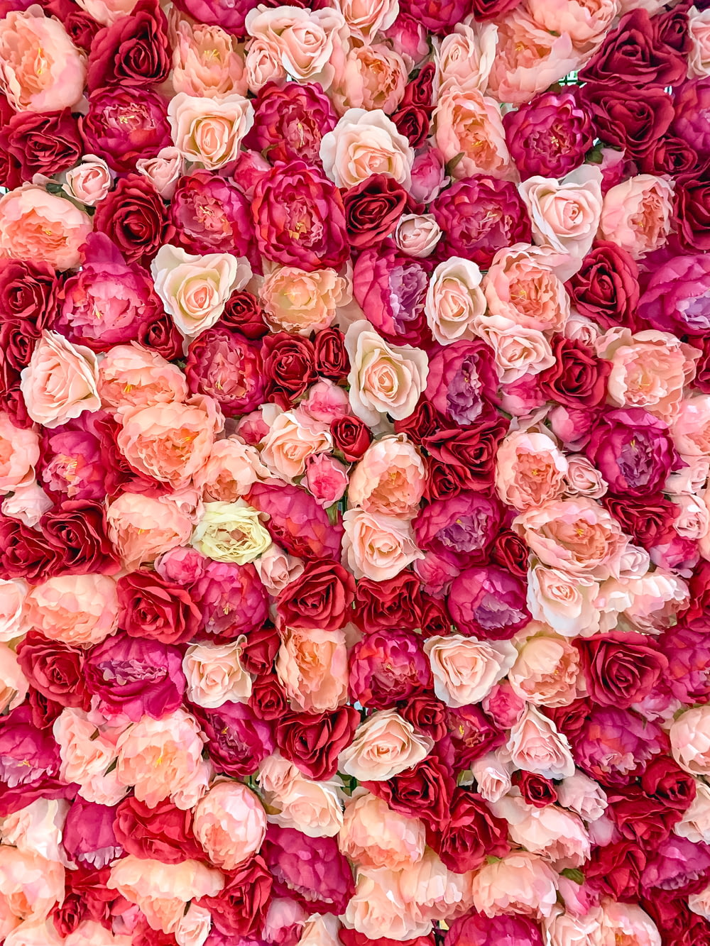 pétales de rose rose et blanc