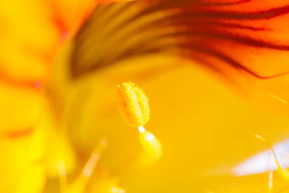 yellow and red flower petals
