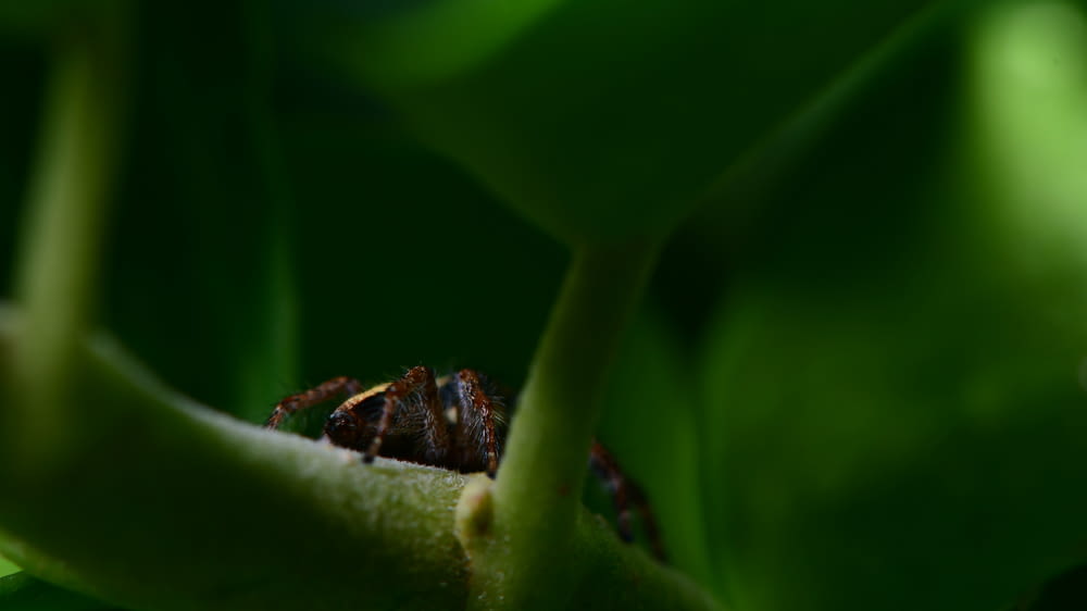 abeja marrón y negra en hoja verde
