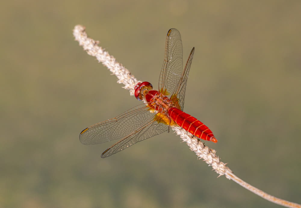 libellula rossa appollaiata su fiore bianco in fotografia ravvicinata durante il giorno