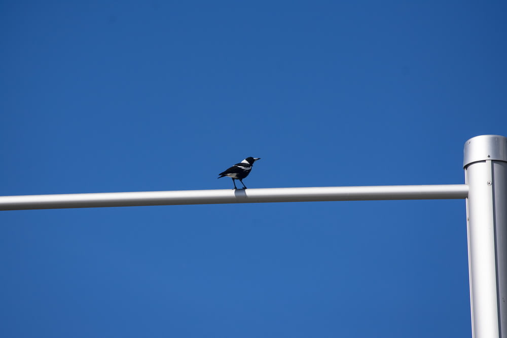 black and white bird on white metal bar during daytime