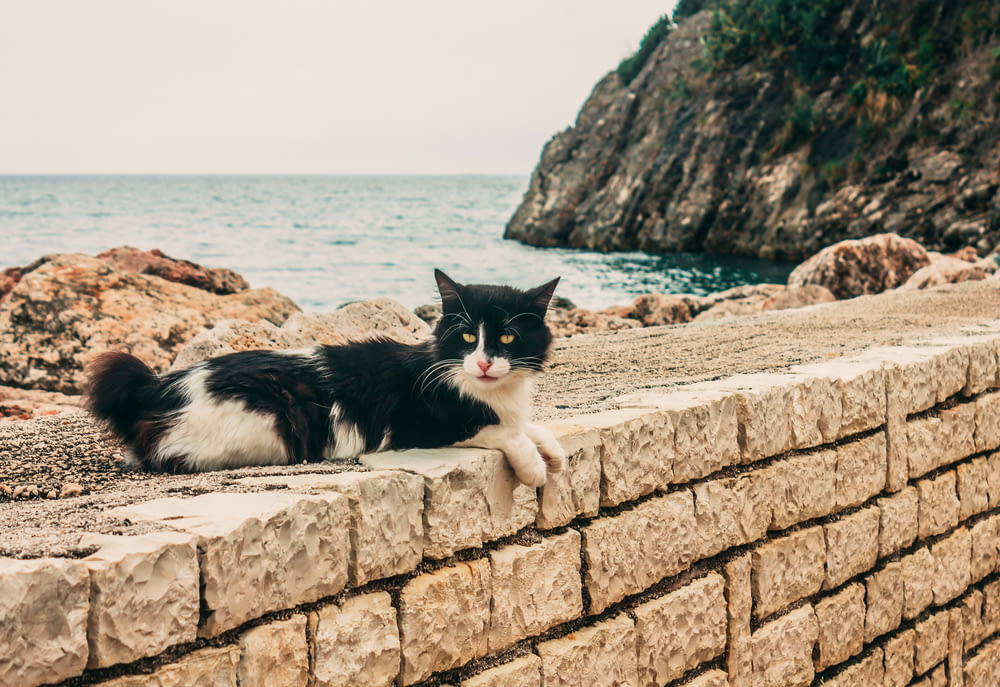 tuxedo cat on concrete wall near sea during daytime