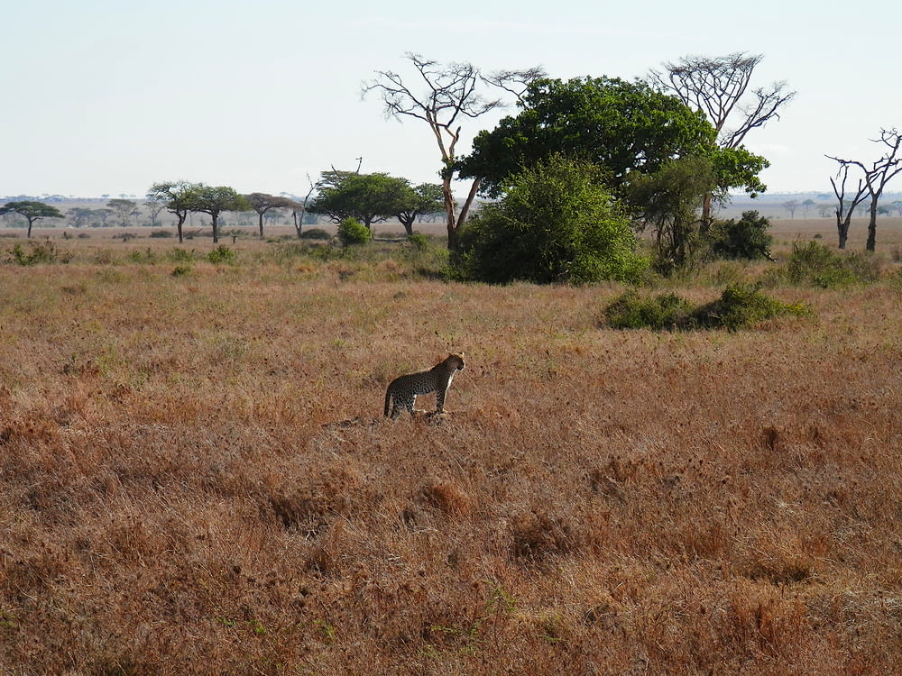 brown and white animal on brown grass field during daytime