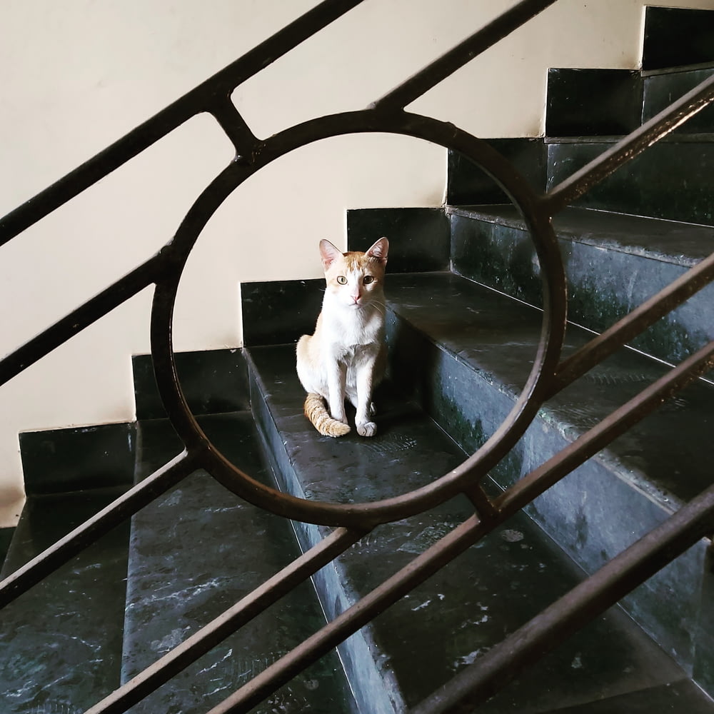 gato blanco y naranja en escalera de metal azul