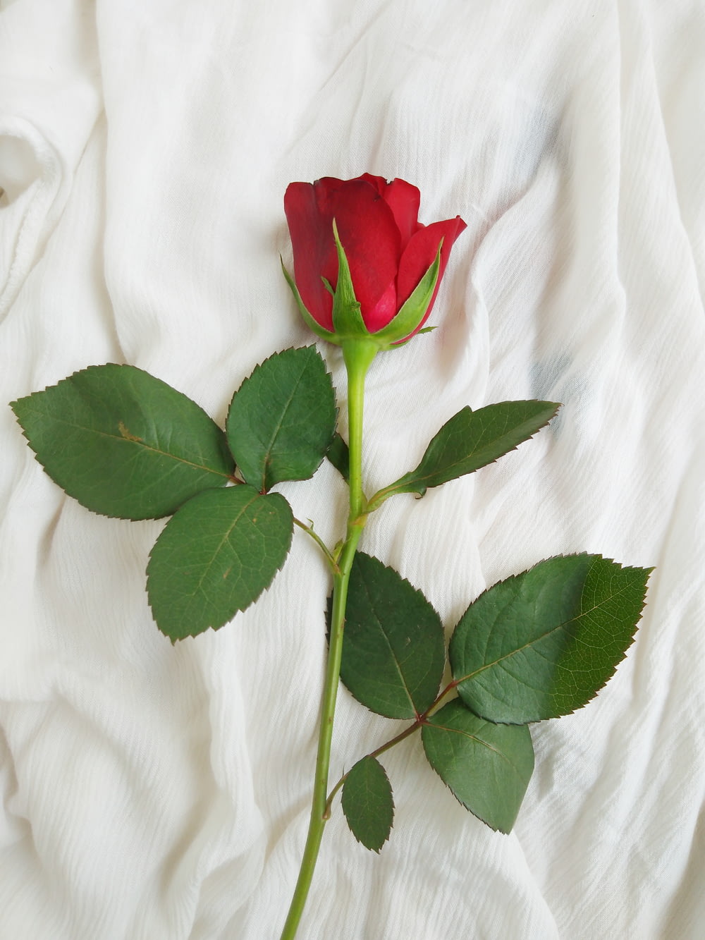 rote Rose auf weißem Textil