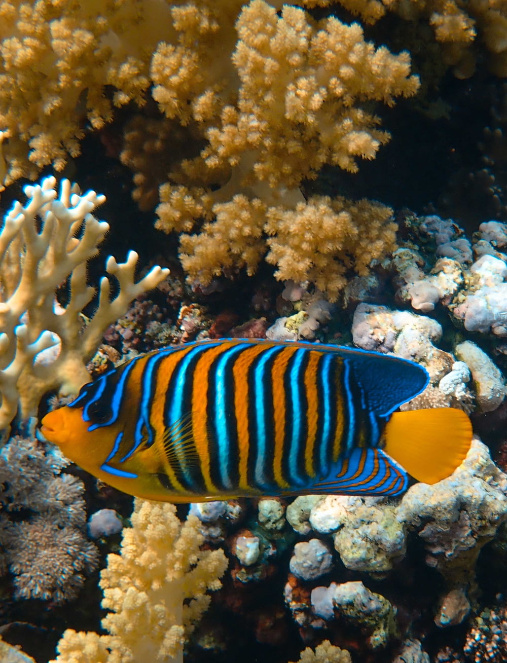 Un poisson bleu et jaune sur un récif corallien