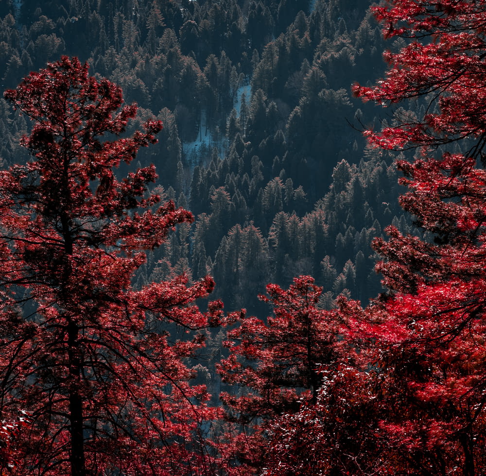 낮 동안 산 근처의 빨간색과 녹색 나무