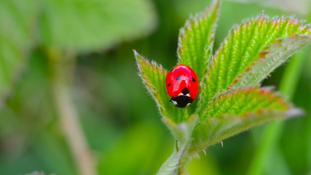 red ladybug on green leaf in close up photography during daytime