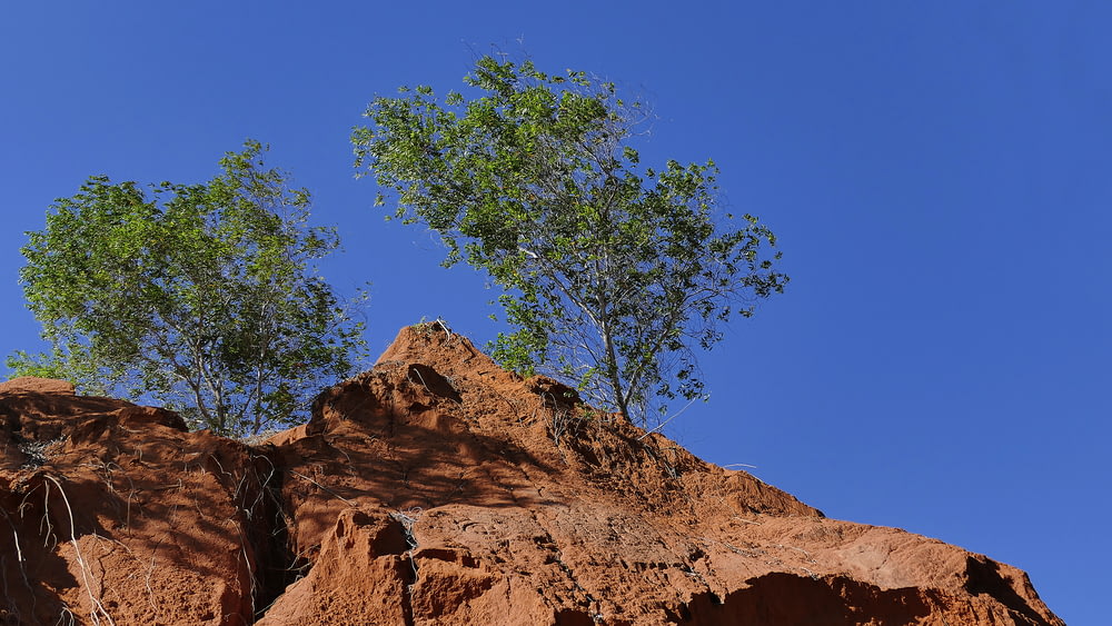 green tree on brown rock formation under blue sky during daytime