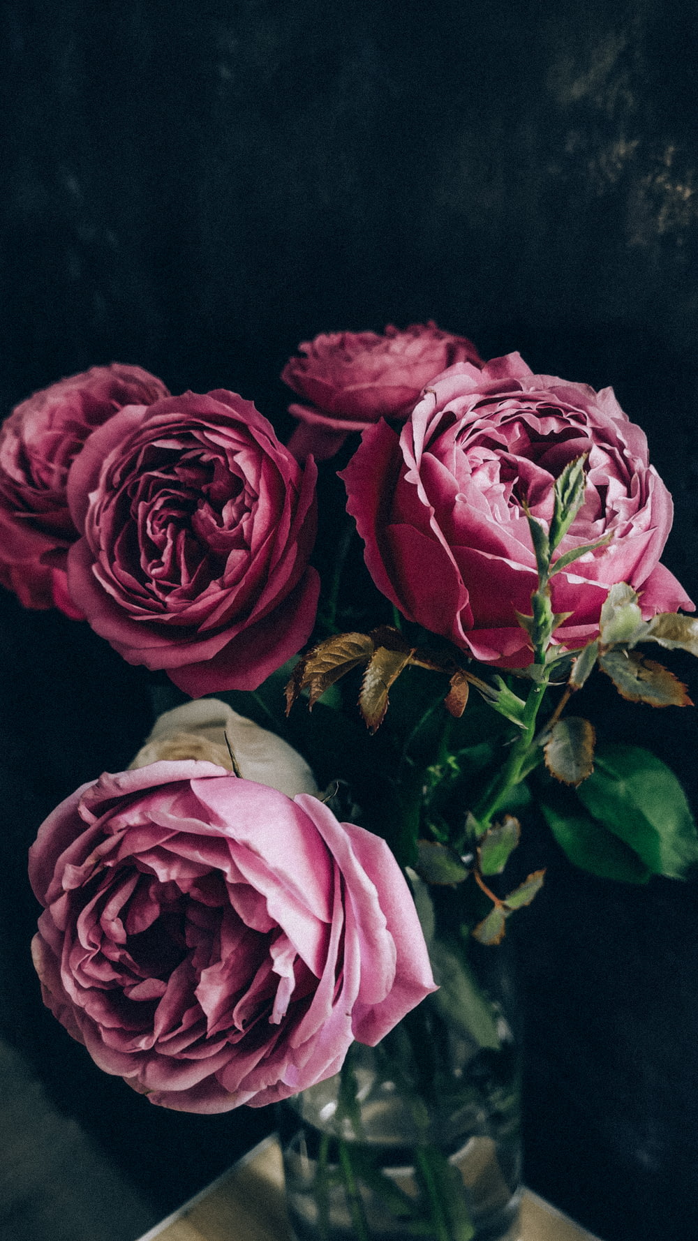Rosas rosadas en fotografía de primer plano