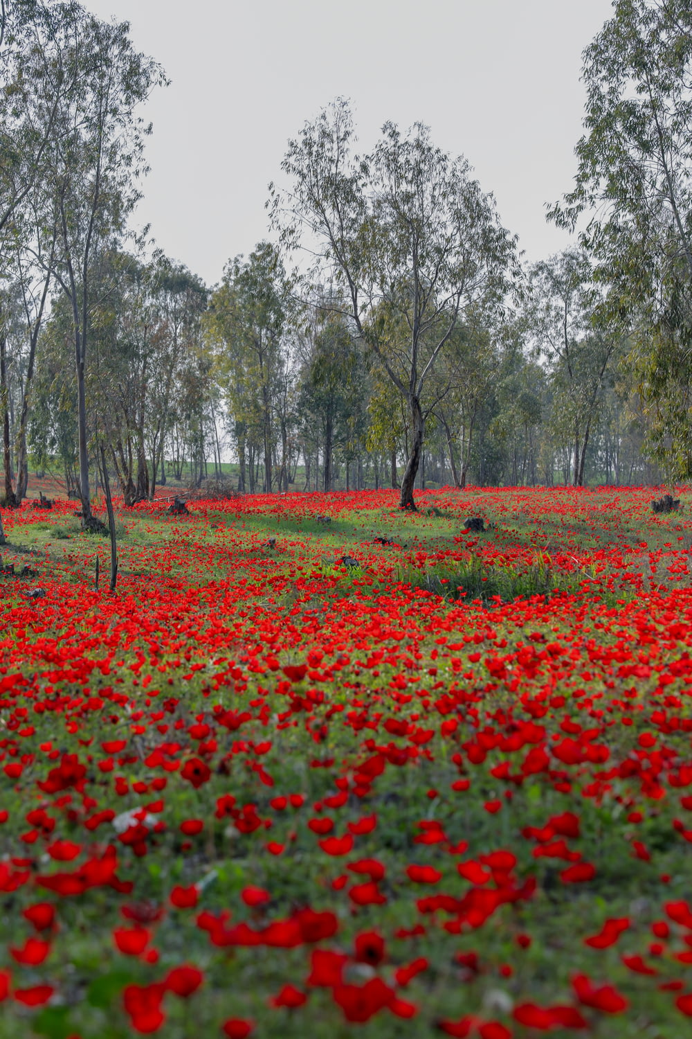 red flower field near trees during daytime