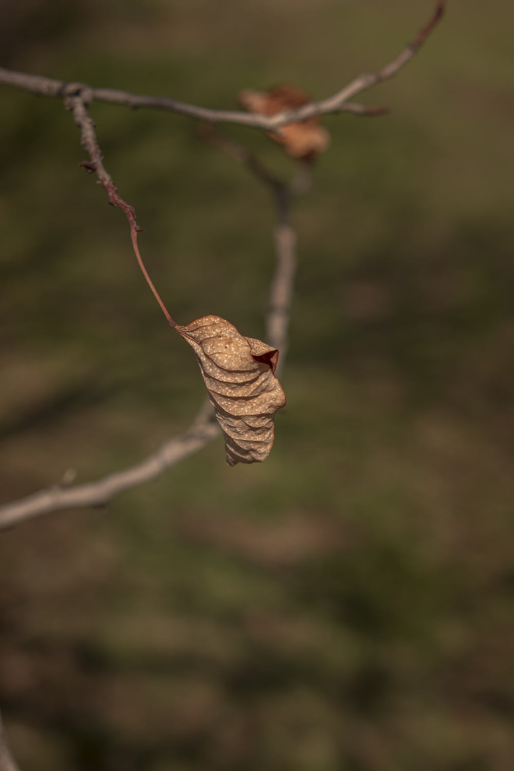 brown dried leaf on brown stem