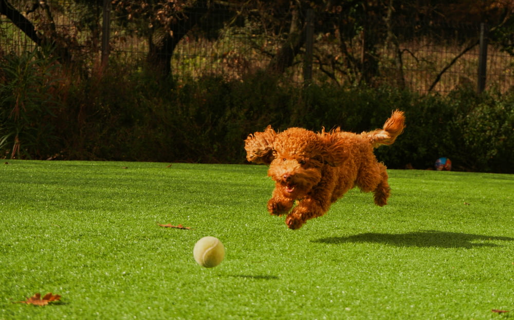 cane a pelo riccio marrone sul campo di erba verde