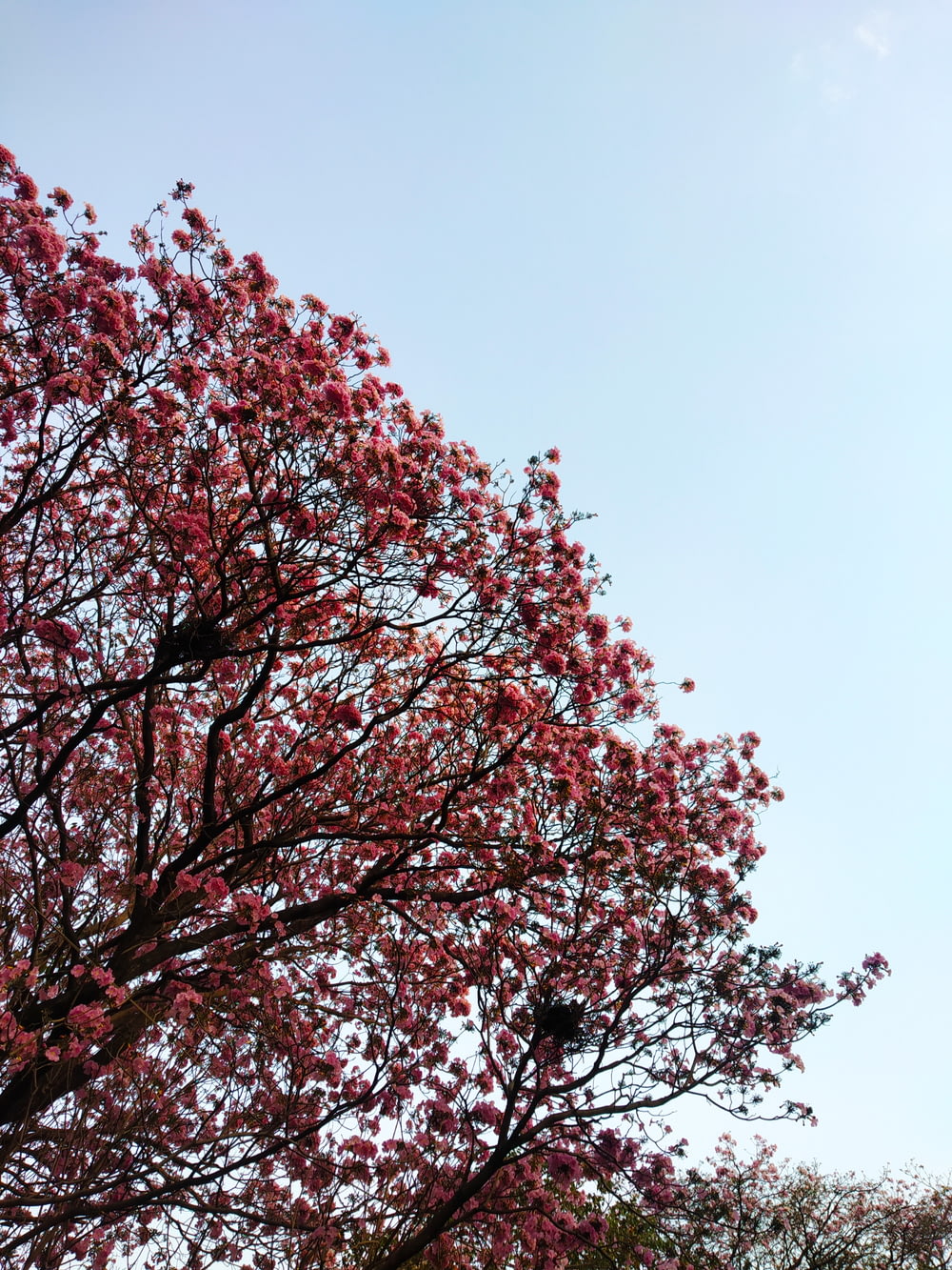 roter Blattbaum unter blauem Himmel tagsüber