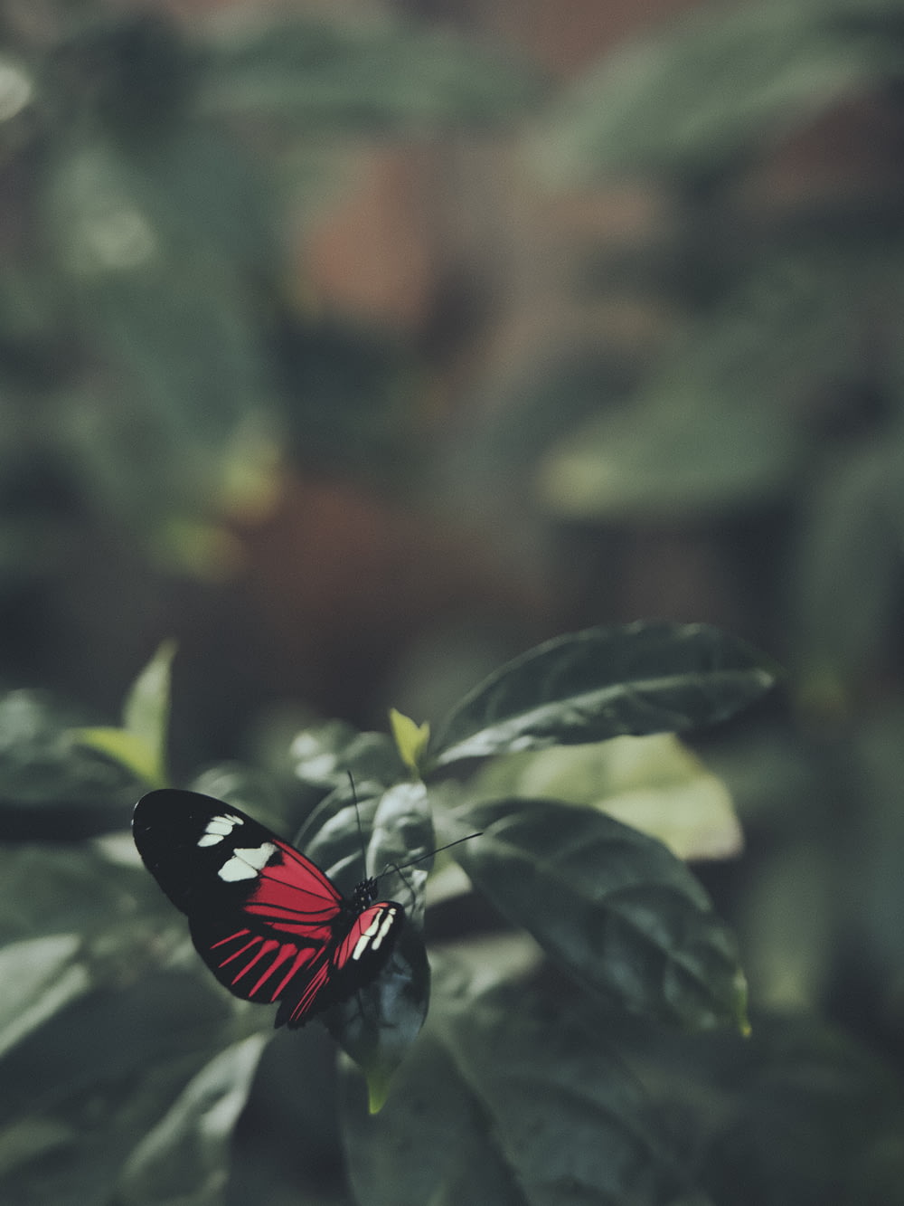 red white and black butterfly on green leaf
