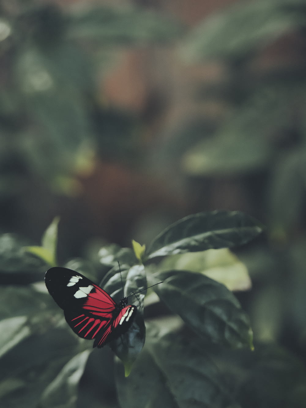 red white and black butterfly on green leaf