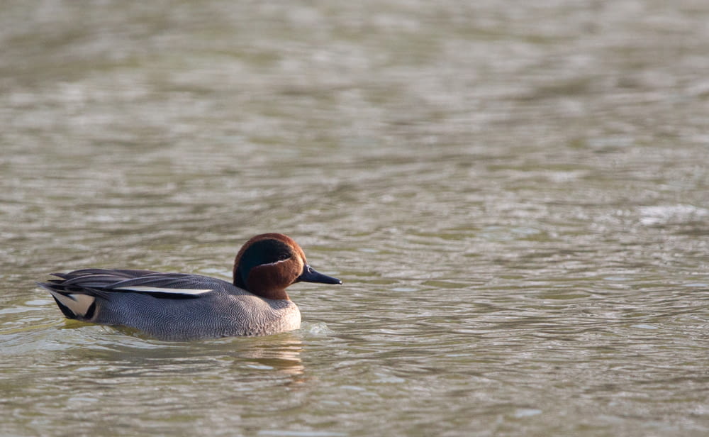 brown and gray duck on water during daytime