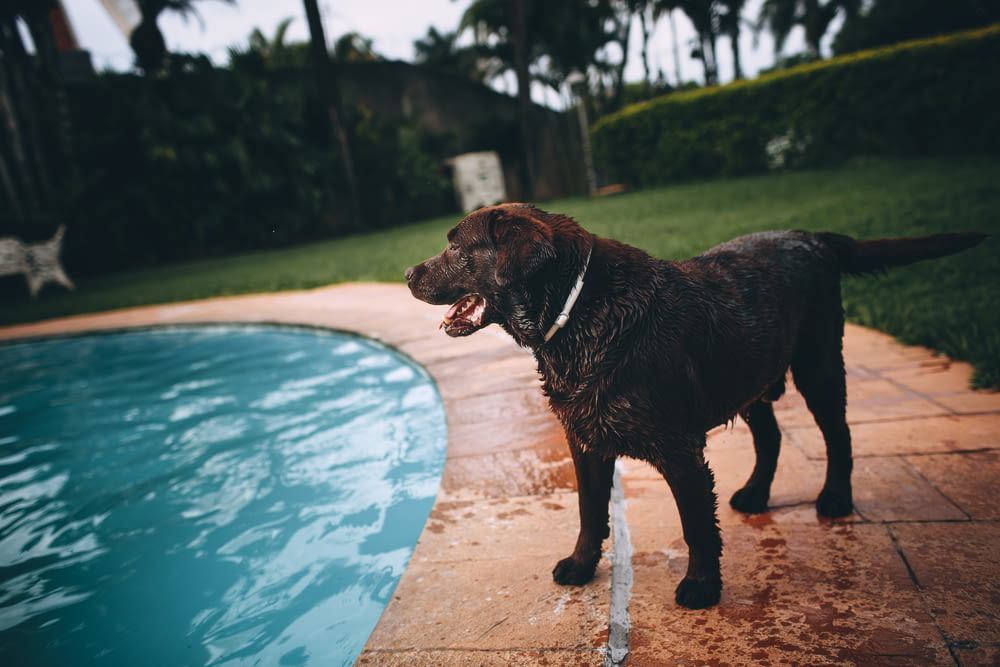 black short coated large dog standing beside swimming pool during daytime