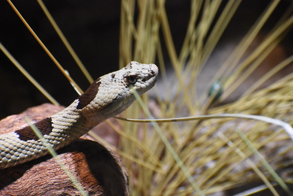 brown and white snake on brown grass