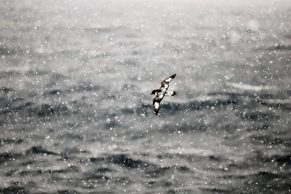 white and brown bird flying over the sea