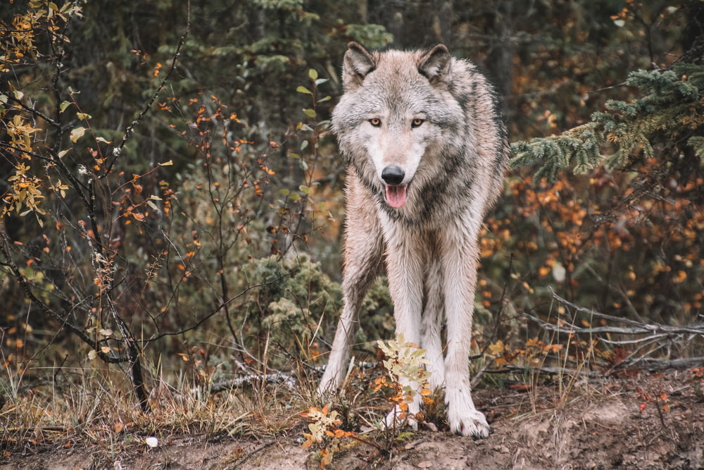 Weißer und grauer Wolf tagsüber im Wald