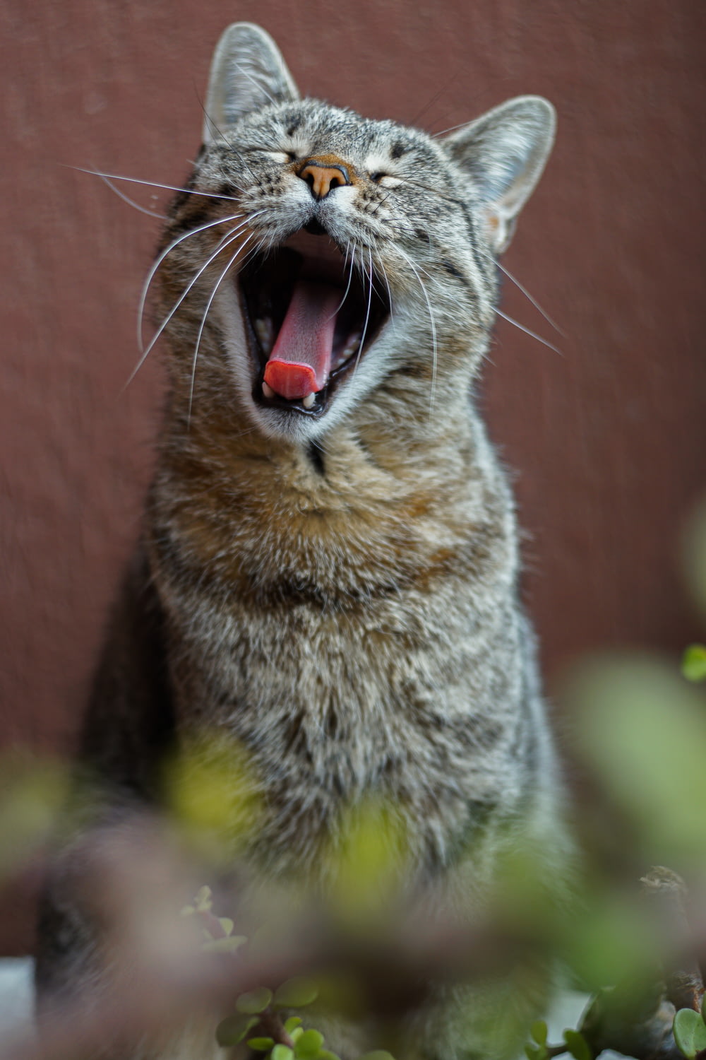 brown tabby cat with mouth open