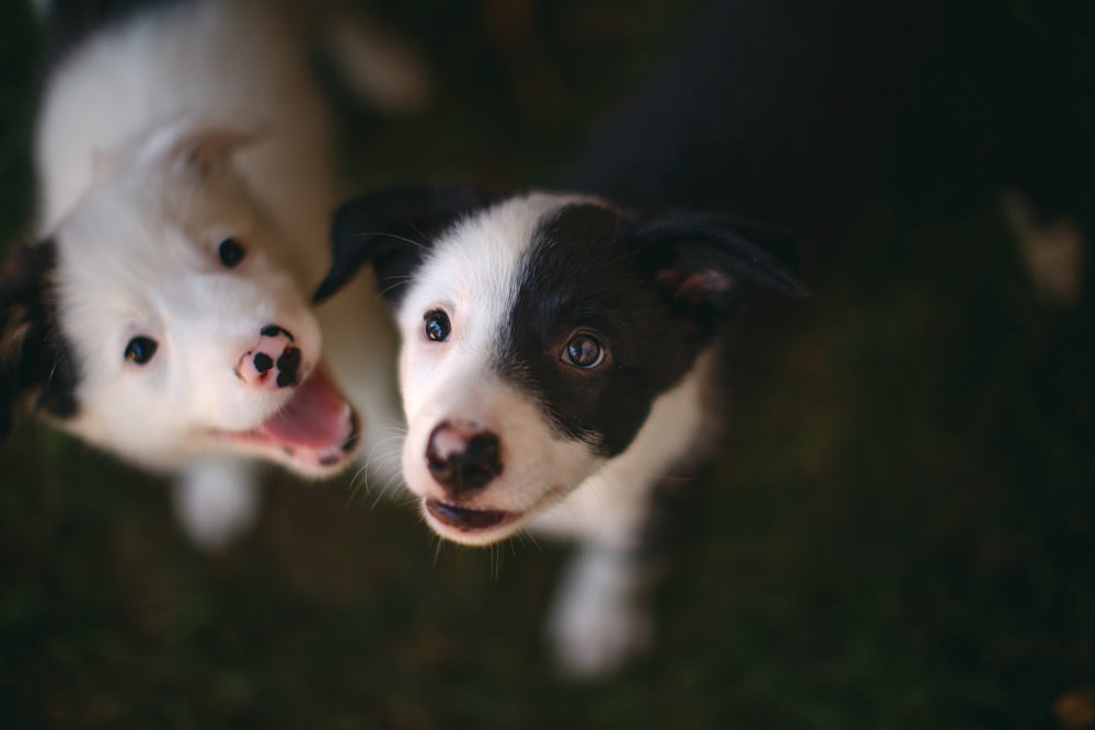 black and white border collie puppy