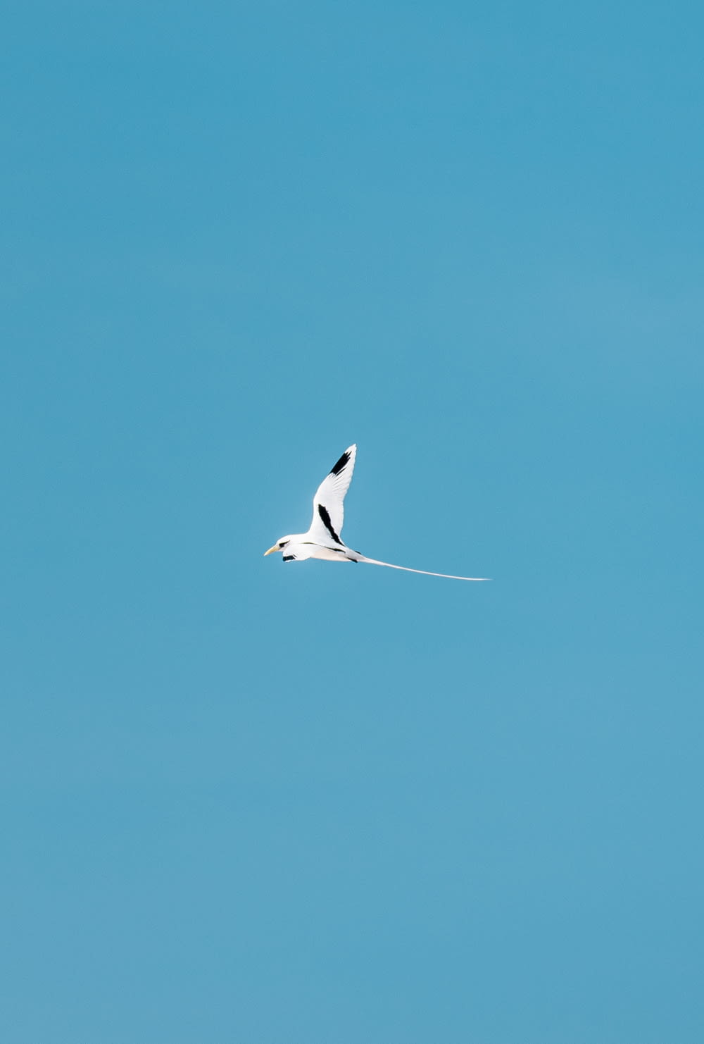 white and black bird flying under blue sky during daytime