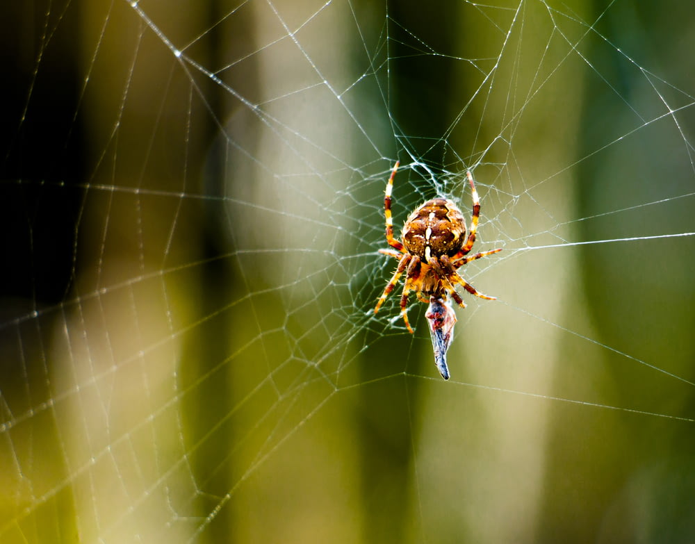 日中のクローズアップ写真で蜘蛛の巣に茶色のクモ
