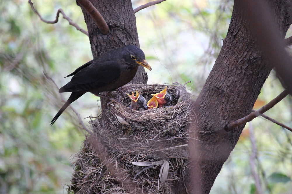 Schwarzer Vogel auf braunem Nest