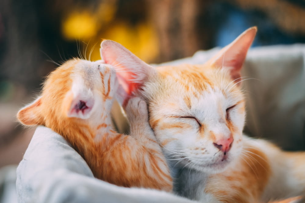 gatto soriano arancione sdraiato su tessuto bianco