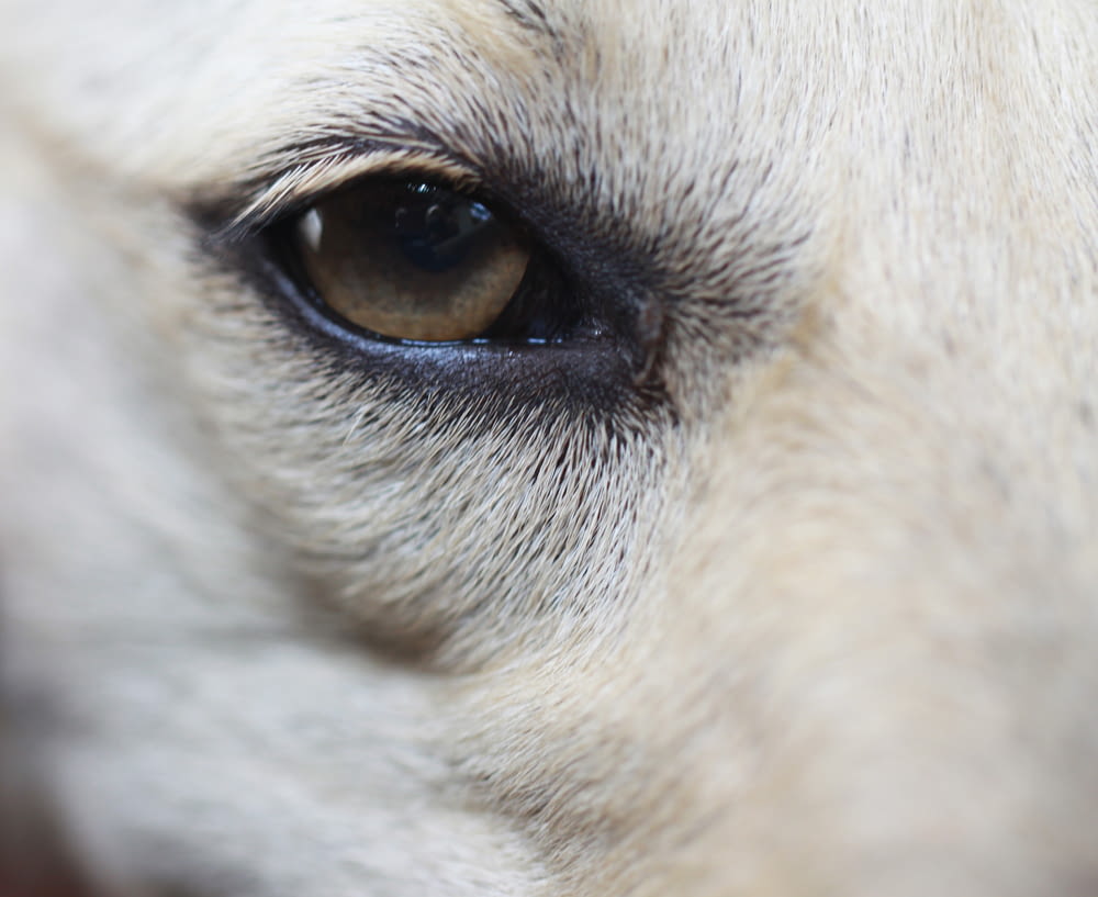 white short coated dogs eye