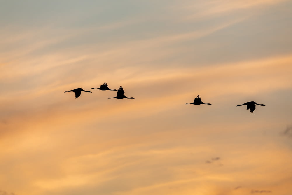 silhouette d’oiseaux volant sous un ciel nuageux au coucher du soleil