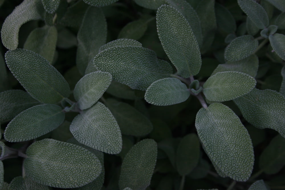 녹색과 흰색 식물 잎