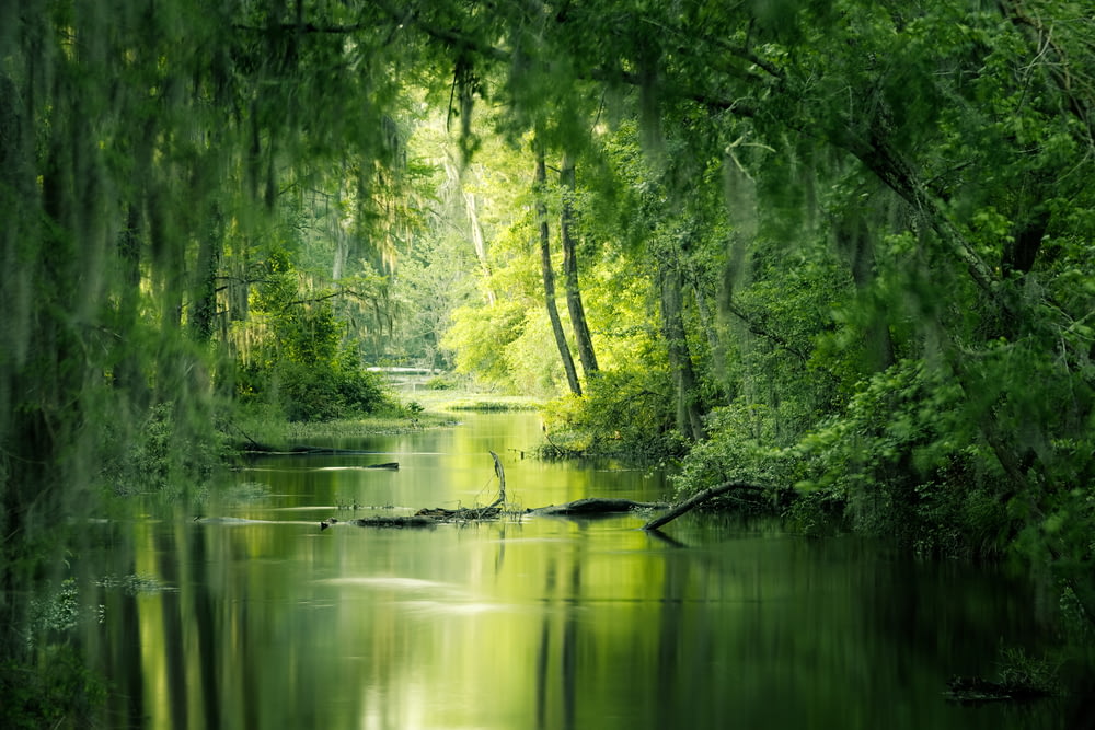 Grüne Bäume am Fluss während des Tages