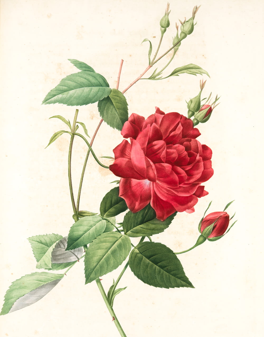 a drawing of a red rose with green leaves