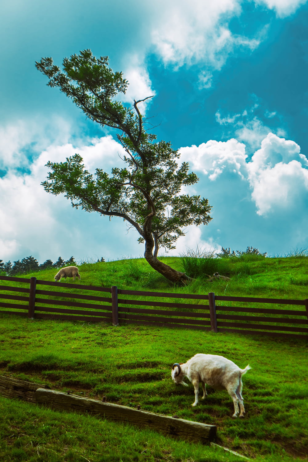white dog on green grass field under blue sky during daytime