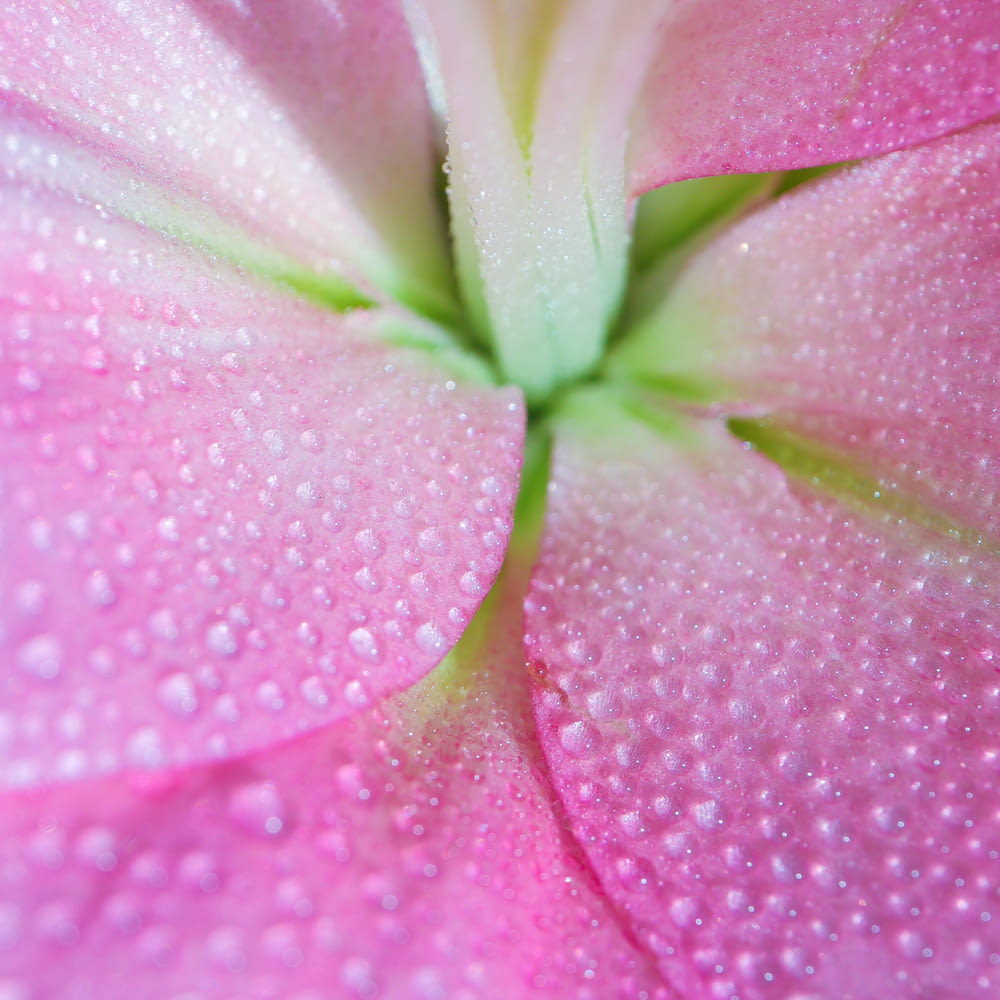 pink and white flower in macro shot