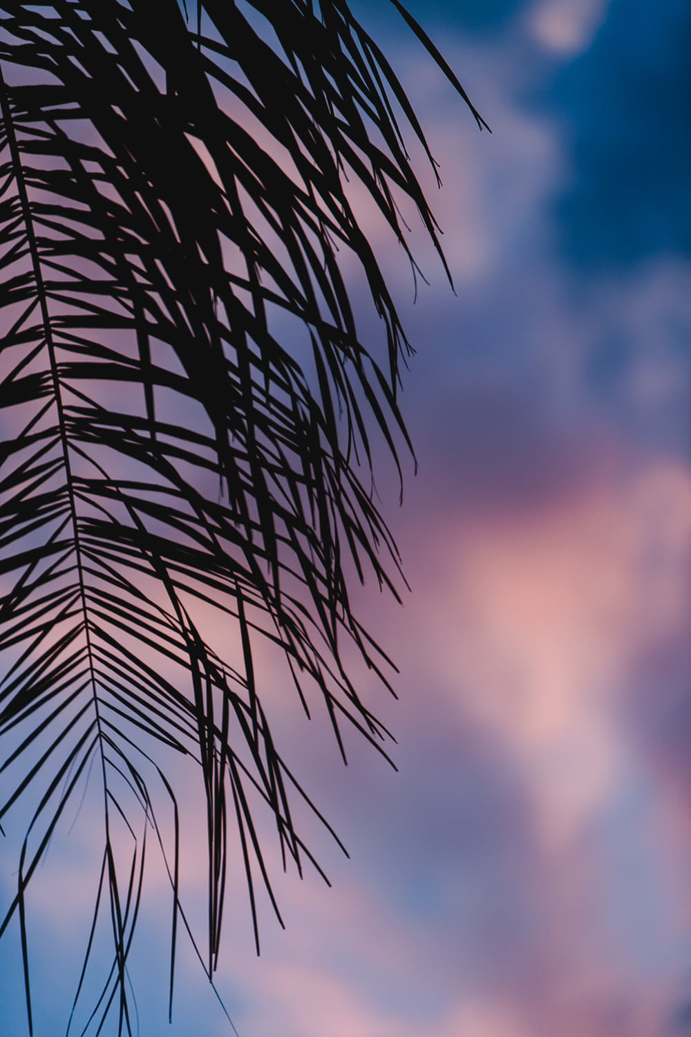 a close up of a palm leaf against a cloudy sky
