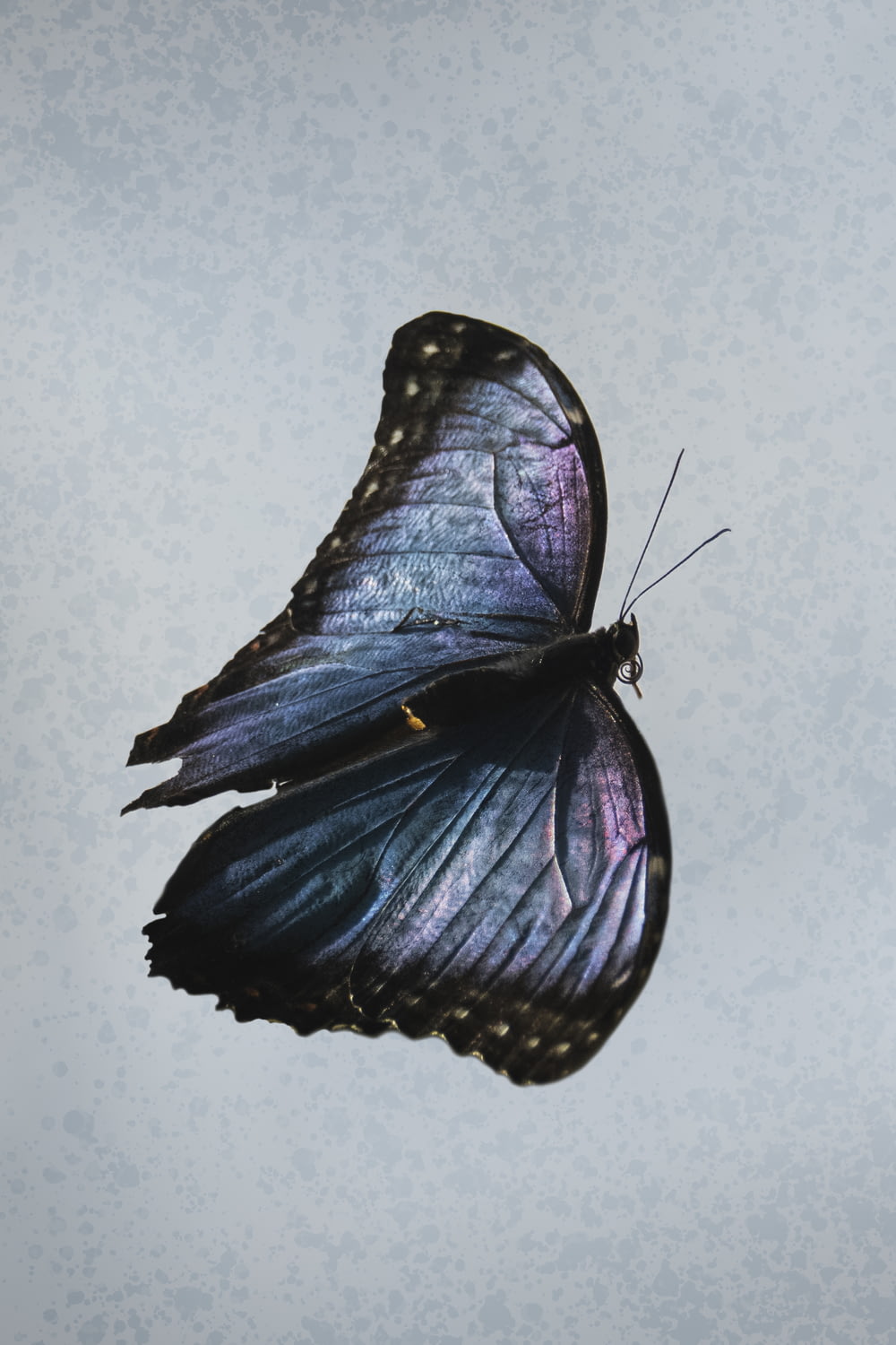 흰 벽에 파란색과 검은 나비
